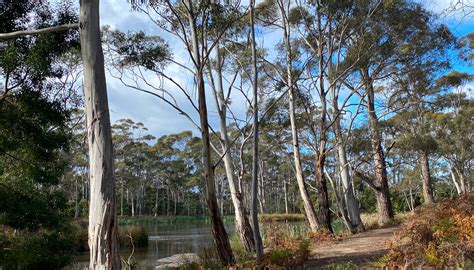 peter murrell reserve